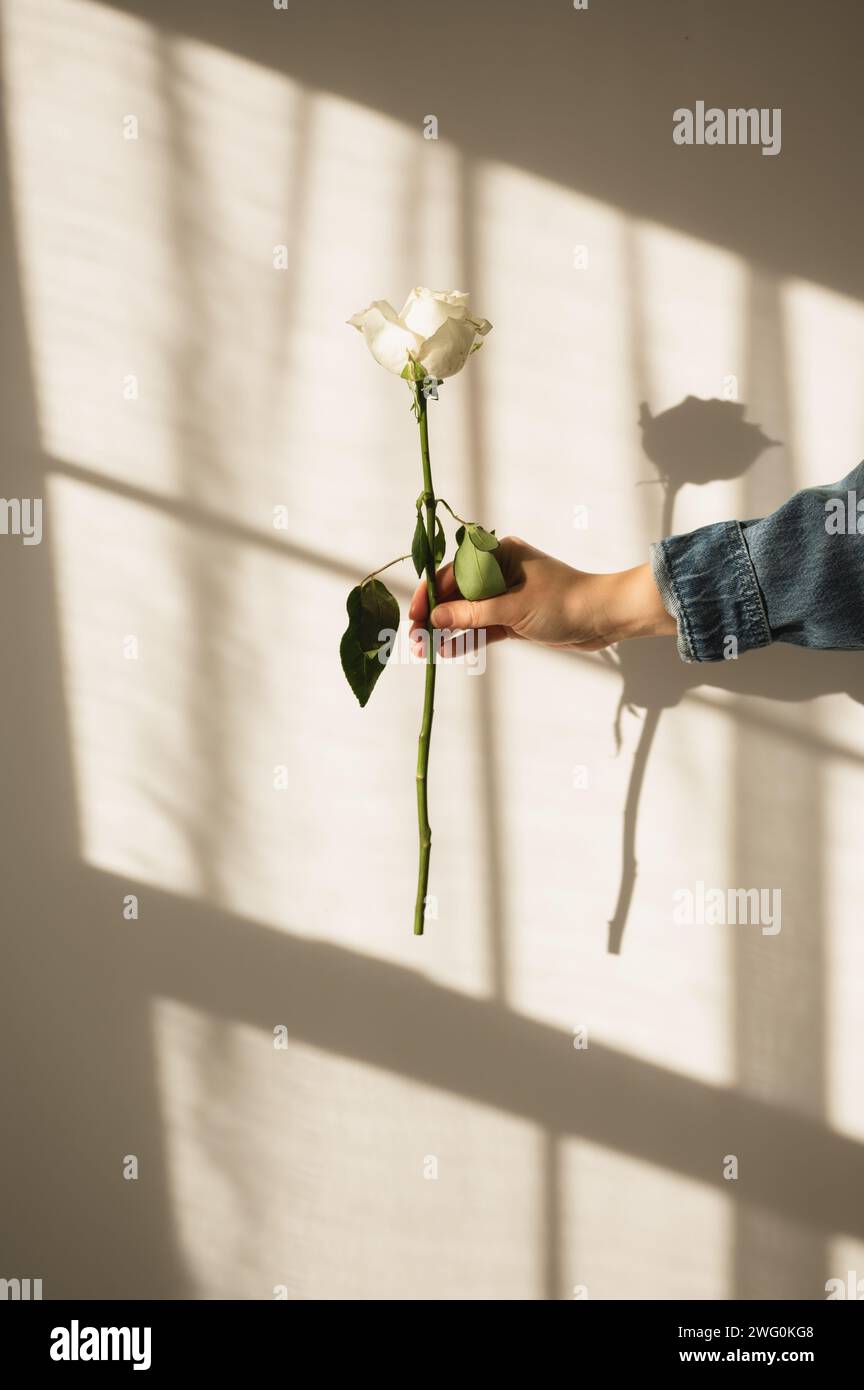 Mano femminile che tiene la rosa a gambo lungo contro la parete con ombra per finestra Foto Stock