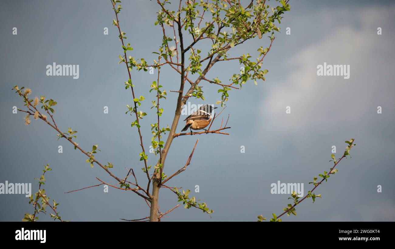 Uccello che canta in un ramo Foto Stock