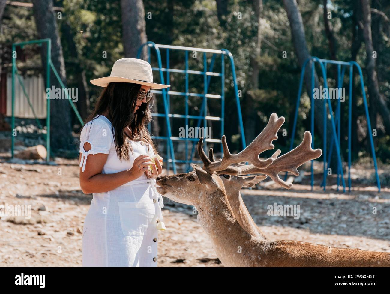 Elegante turista che dà da mangiare gratuitamente cervi in giro nel santuario dei cervi sull'isola di Badija, vicino a Korcula, Croazia Foto Stock