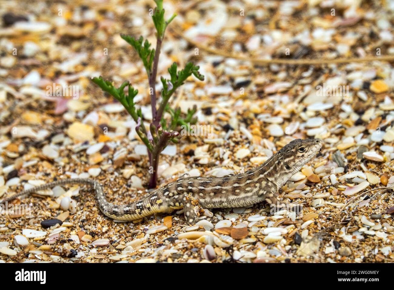 La lacerta del deserto (Eremias arguta deserti) si trova su una spiaggia di conchiglie sabbiose sullo sfondo del razzo marino (Cakile maritima), duna costiera vegetata Foto Stock