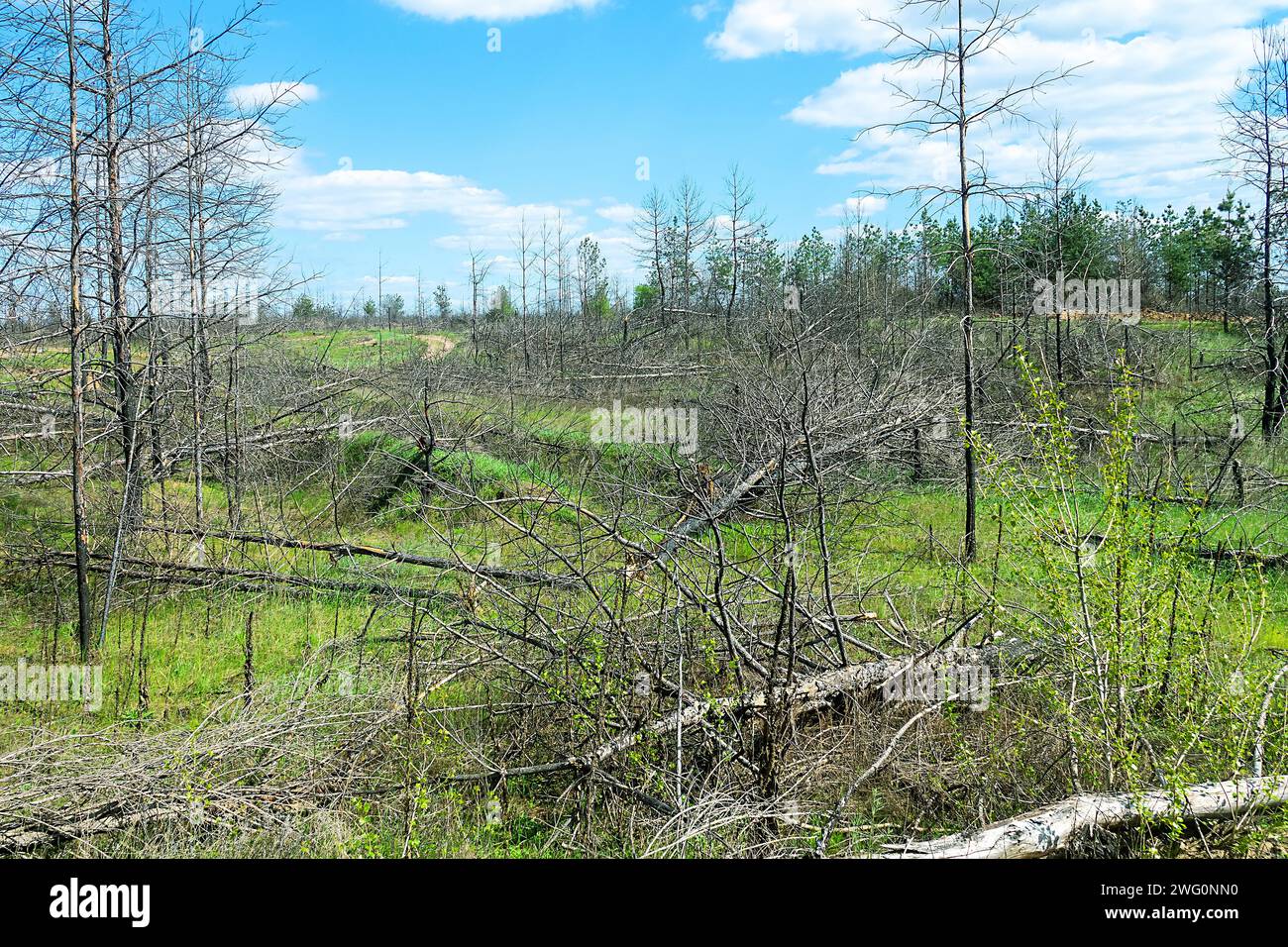 La foresta di pini piantati si è seccata a causa della siccità, gli incendi boschivi, la ricrescita di arbusti, il sottobosco di specie di alberi dalle piccole foglie tolleranti alla siccità Foto Stock