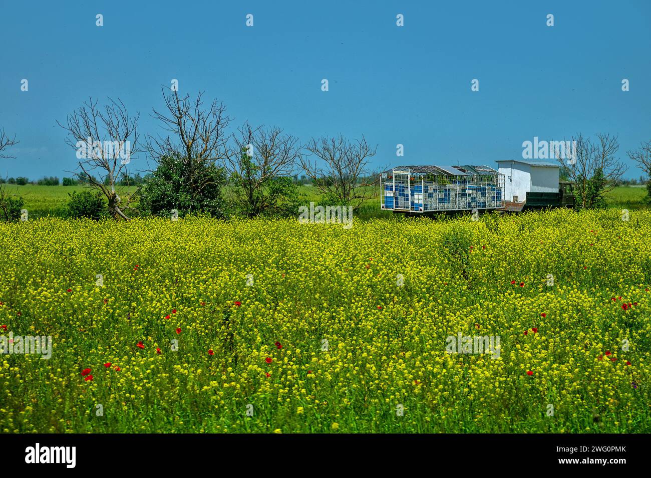 L'apiario mobile si trova nel campo Bittercress (Barbarea). Il crepaccio di razzo è una pianta che produce miele e dà alle api un sacco di nettare e polline. Produttività del miele Foto Stock