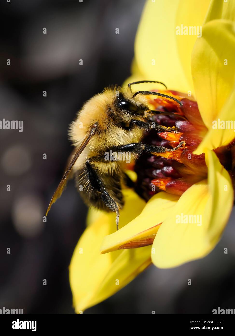 Macro di api (Apis) che si nutrono di dahlia gialla e visto dal profilo Foto Stock