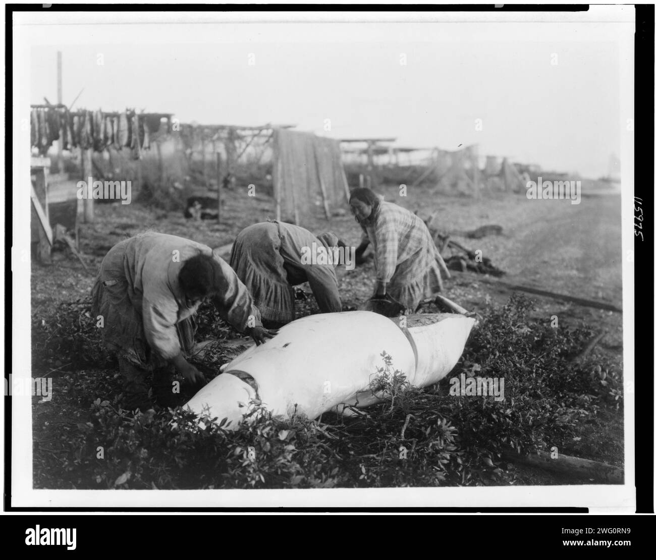 Tagliare un beluga-Kotzebue, c1929. Tre donne che tagliano una balena beluga. Foto Stock