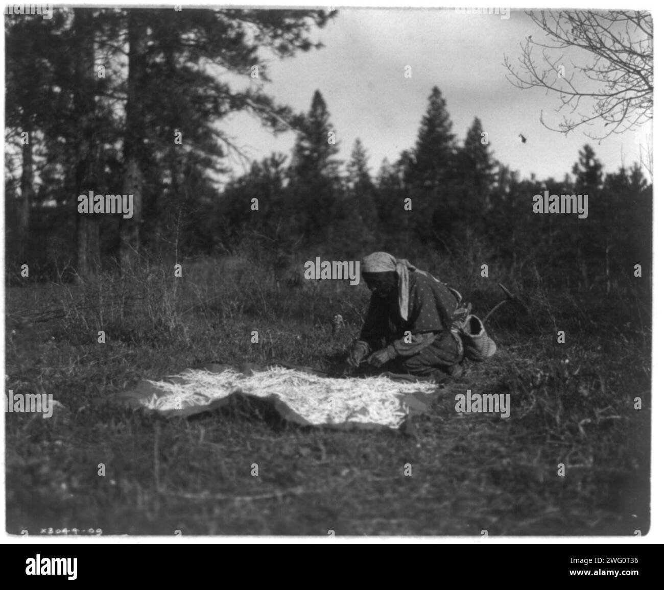 Asciugatura Piahe-Yakima, 1909, c1910. Donna inginocchiata a terra, coperta spalmata e coperta di radici. Foto Stock