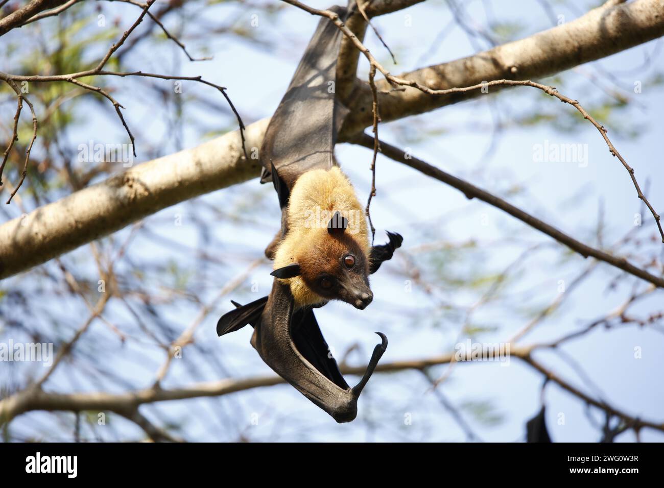 Pipistrelli di frutta in giro Foto Stock