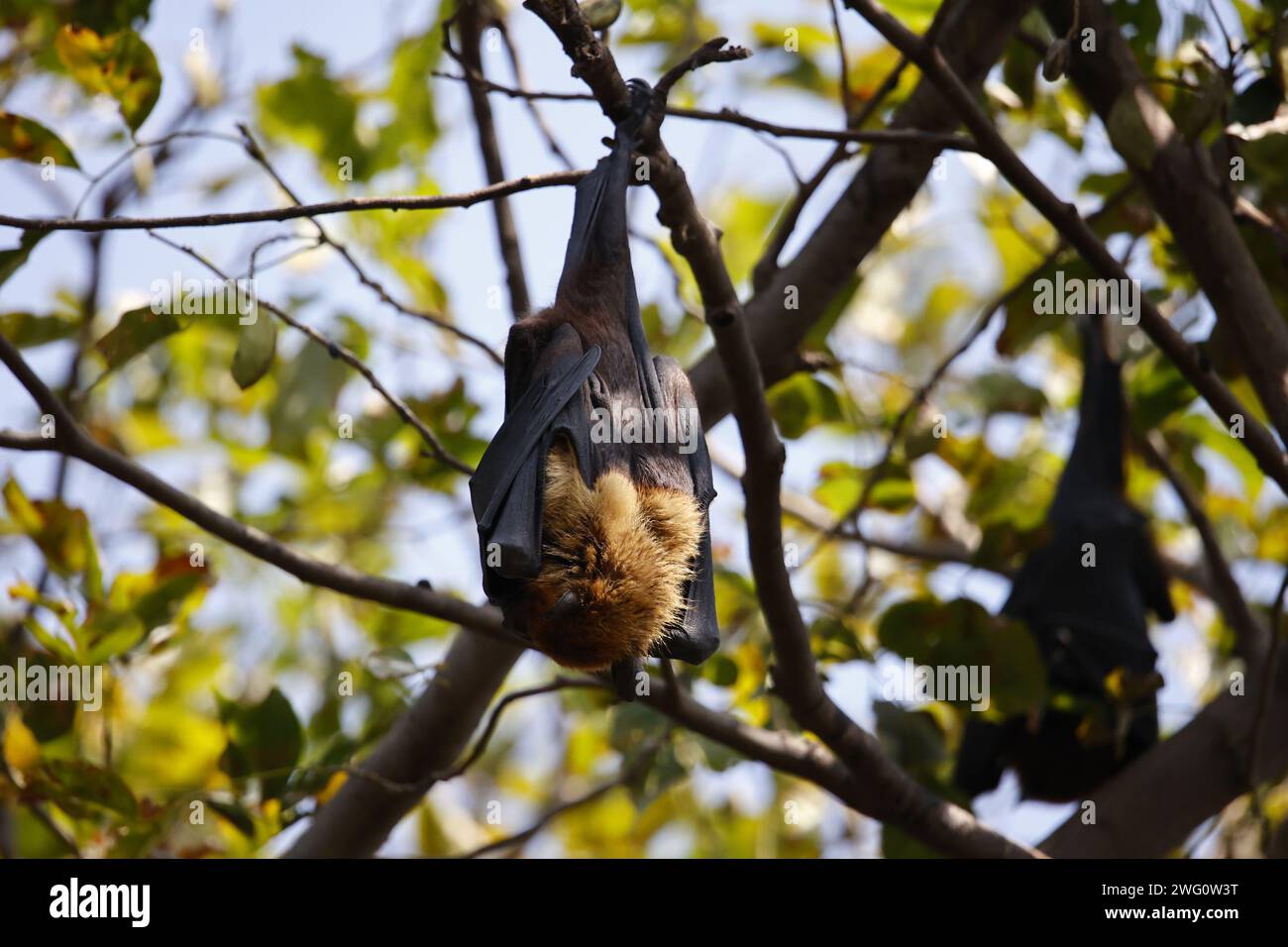 Pipistrelli di frutta in giro Foto Stock