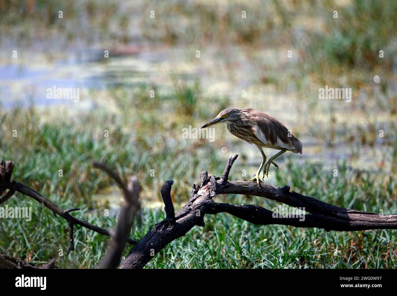 Aironi indiani in cerca di cibo Foto Stock