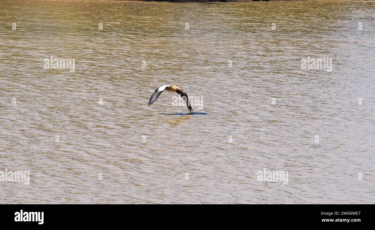 Esperienza africana nella Gem chiamata riserva naturale di Pilanesberg nel nord-ovest, Sud-Africa Foto Stock