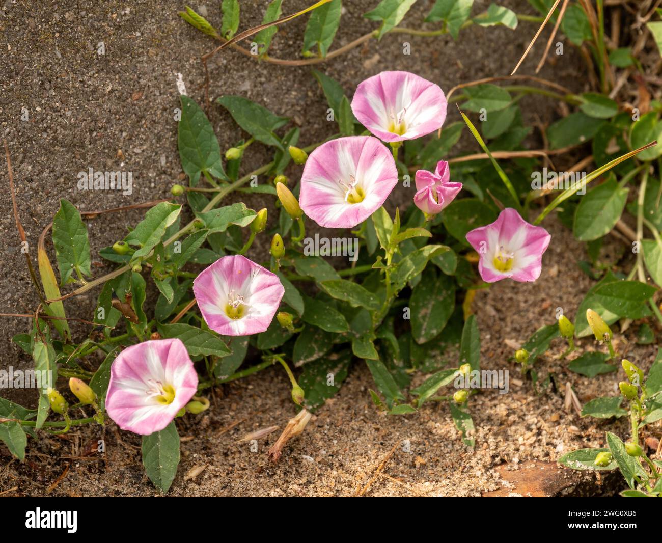 Erba bindweed, Convolvulus arvensis, con fiori rosa e bianchi che crescono nelle dune, Zelanda, Paesi Bassi Foto Stock