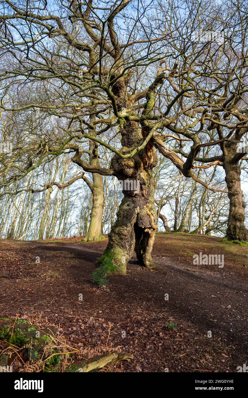 Un antico albero di quercia a Brocton Coppice, Cannock Chase, Staffordshire, Regno Unito durante l'inverno. Conosciuto anche come l'albero di groot umano. Foto Stock