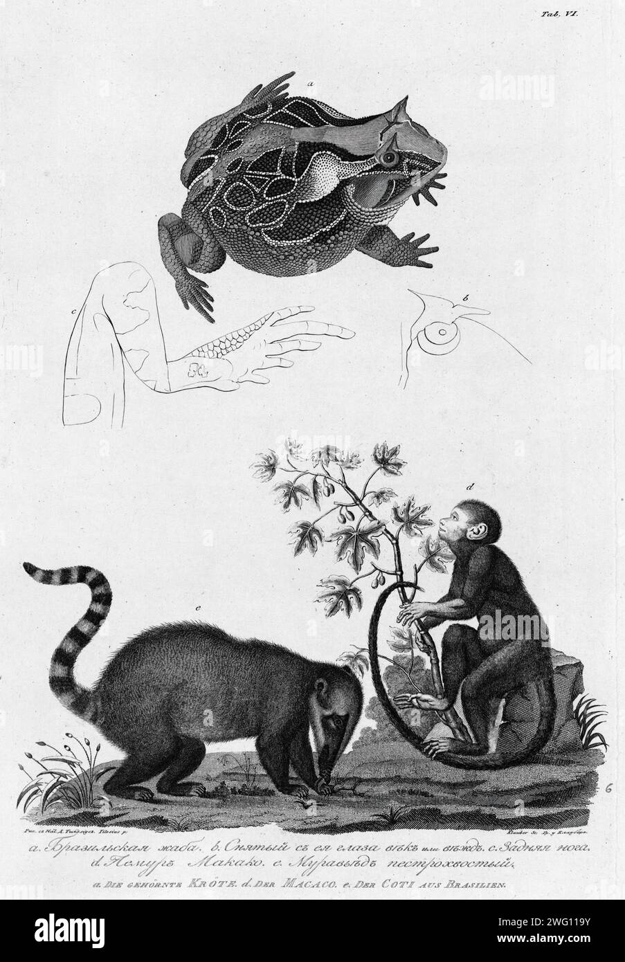 A/ Brazil Frog; B/ ITS Eyes; C/ Hind Leg; D/ Makako Lemur; e/Anteater with Motley Tail, 1813. Nel 1803-06, il capitano I. F. Kruzenshtern divenne il primo russo a circumnavigare il globo. Questo atlante, pubblicato dall'Accademia russa delle scienze nel 1813, include mappe del percorso di Kruzenshtern e 109 tavole basate sui disegni di V. G. Tilesius, un medico, naturalista, e l'artista ufficiale della spedizione. È una delle più grandi pubblicazioni di incisioni della Russia zarista. I soggetti raffigurati includono vedute di Sakhalin, Kamchatka e delle isole Curili; rappresentazioni della Siberia Foto Stock