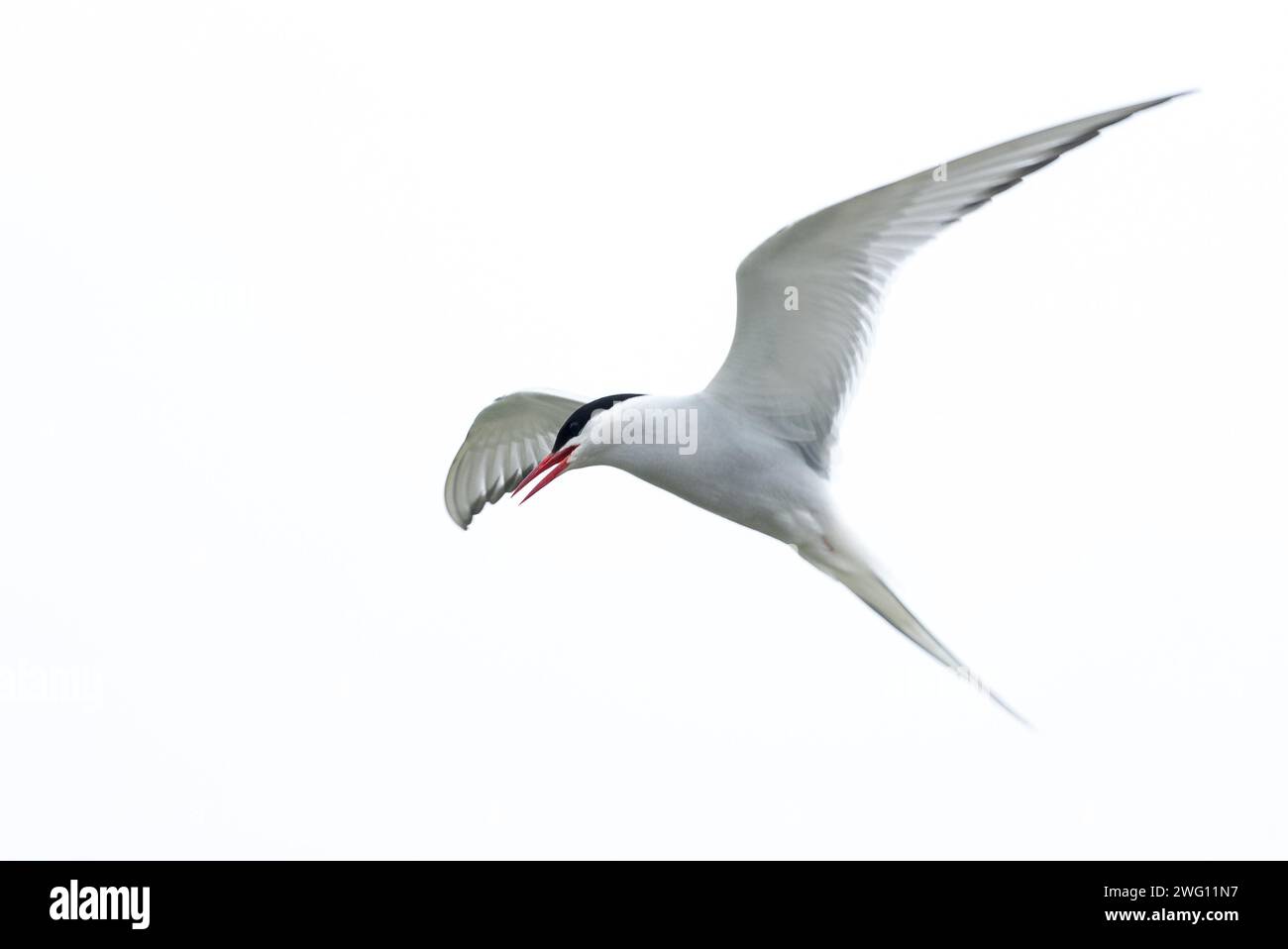 In volo con le ali allungate e il becco aperto contro un cielo quasi bianco, eleganza e bellezza, lo Schleswig-Holstein Wadden Foto Stock