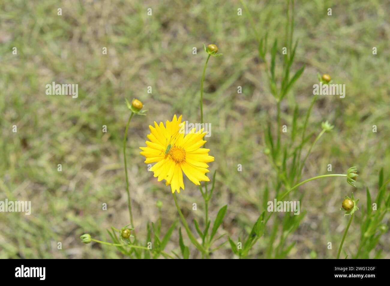 Tra il verde del fogliame spicca un fiore giallo brillante Foto Stock