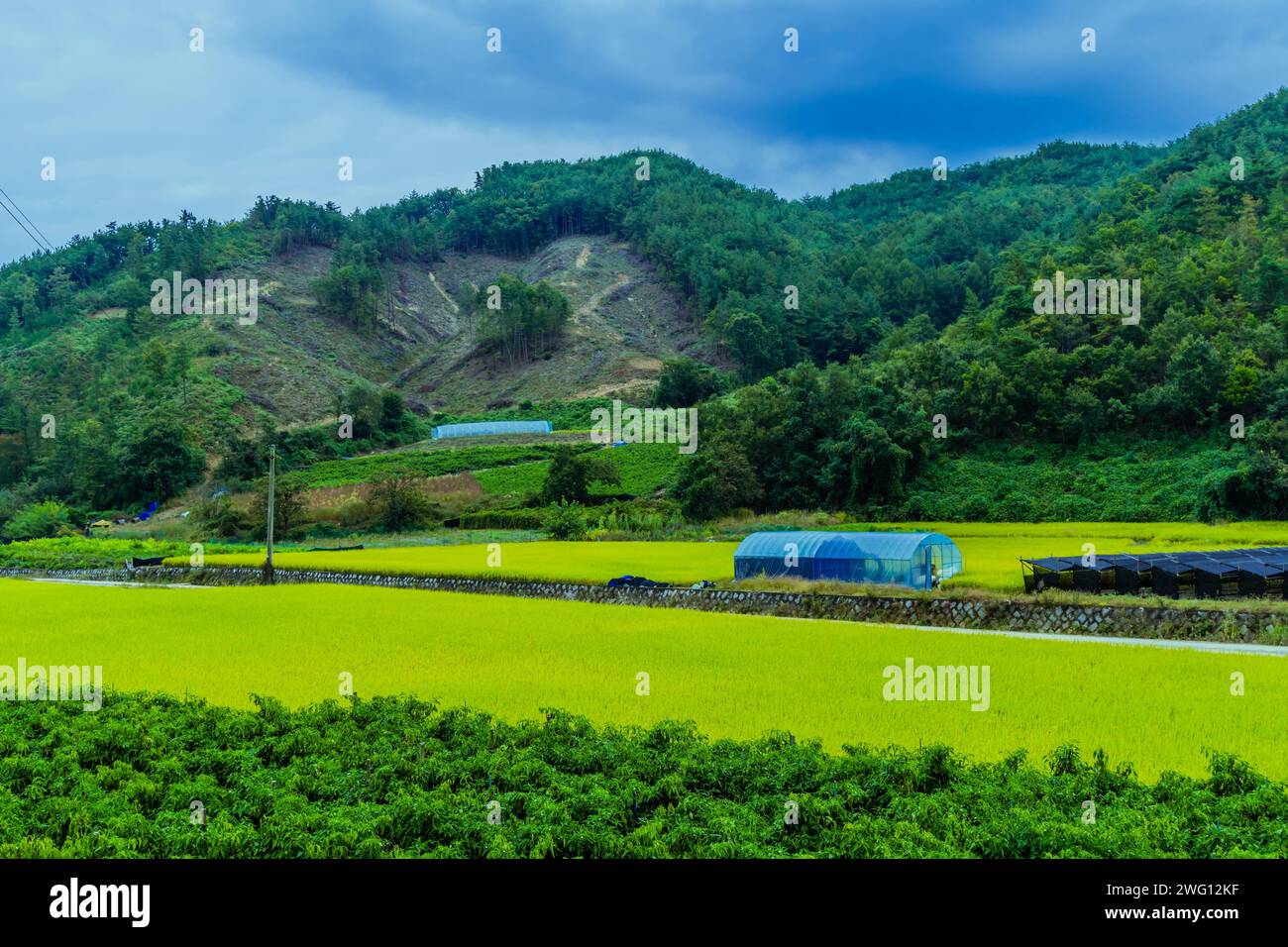 Paesaggio rurale della cima di una montagna che è spogliato di alberi con campi di riso dorati in primo piano Foto Stock