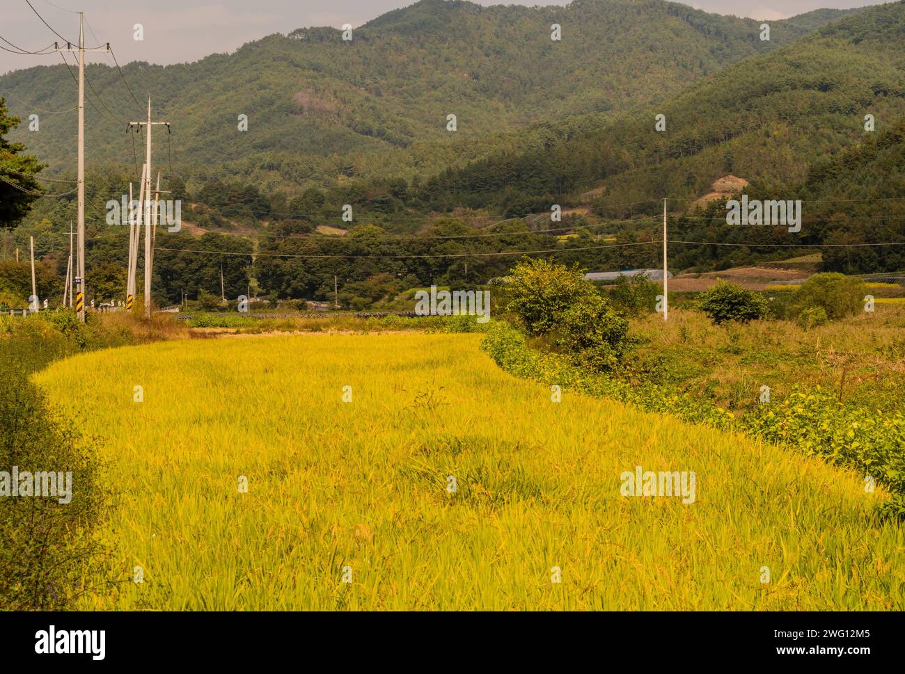 Paesaggio di risaie di colore dorato in zona boscosa accanto alla strada rurale Foto Stock