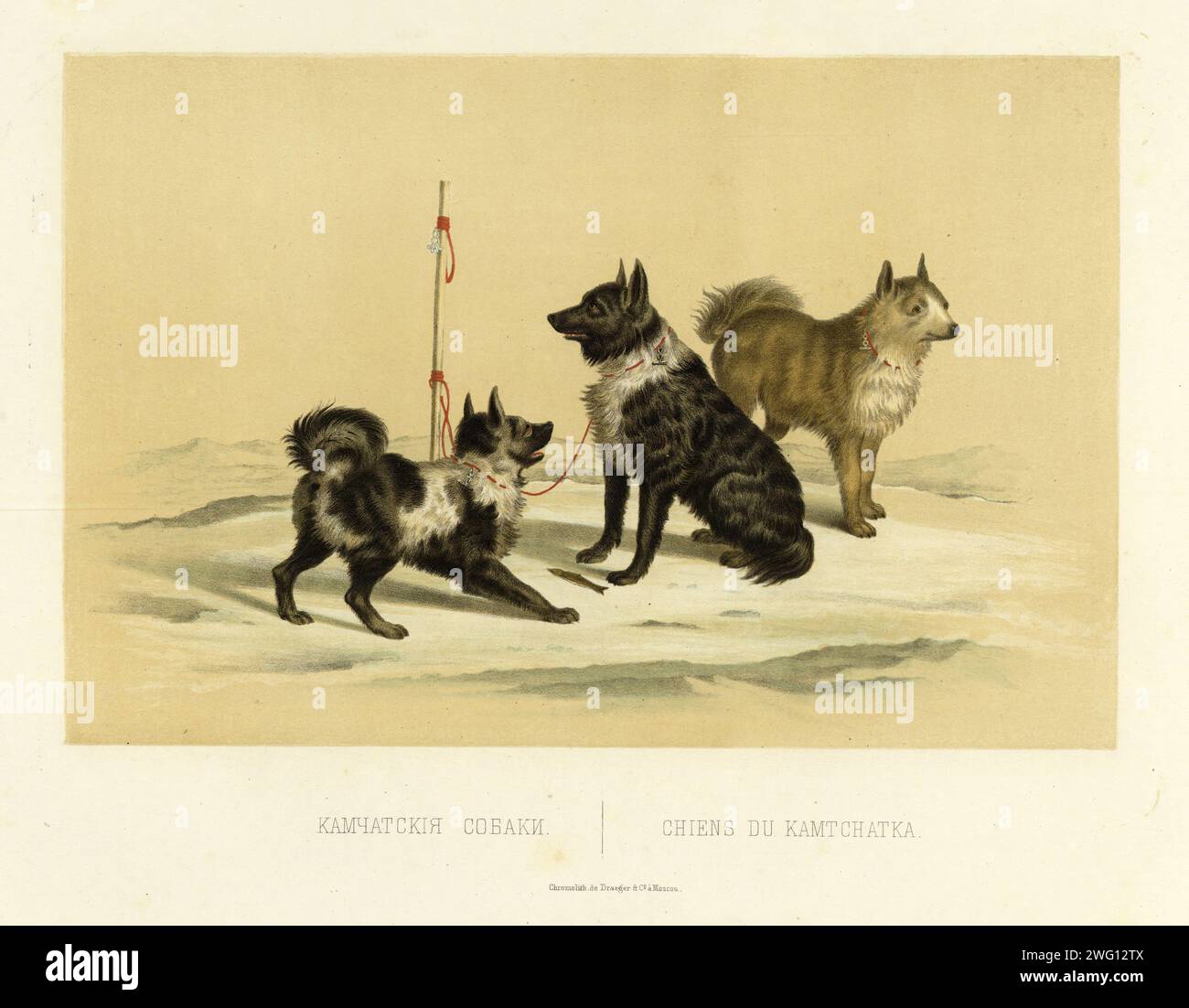 Kamchatka Dogs, 1856. Da Puteshestviye po Vostochnoy Sibiri I. Bulychova. Chast' 1-ya. Poyezdka V Kamchatku (Un viaggio attraverso la Siberia orientale: Parte 1, viaggio in Kamchatka), parte di una raccolta di album nella Divisione stampe della Biblioteca Nazionale della Russia che documenta le spedizioni in Siberia e nell'Estremo Oriente russo intraprese per lo più alla fine del XIX secolo. Il compilatore dell'album fu Ivan DEM'ianovich Bulychev, membro della società geografica Imperiale Russa. L'album è composto da 64 illustrazioni finemente disegnate, la maggior parte a colori, prese da 21 numeri di un'altra pubblicazione e bo Foto Stock