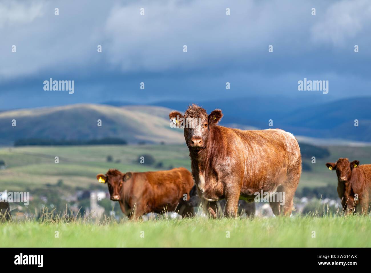 Mandria di bovini Luing su pascolo nei pressi di Sanquhar, Dumfries e Galloway, Scozia. Foto Stock