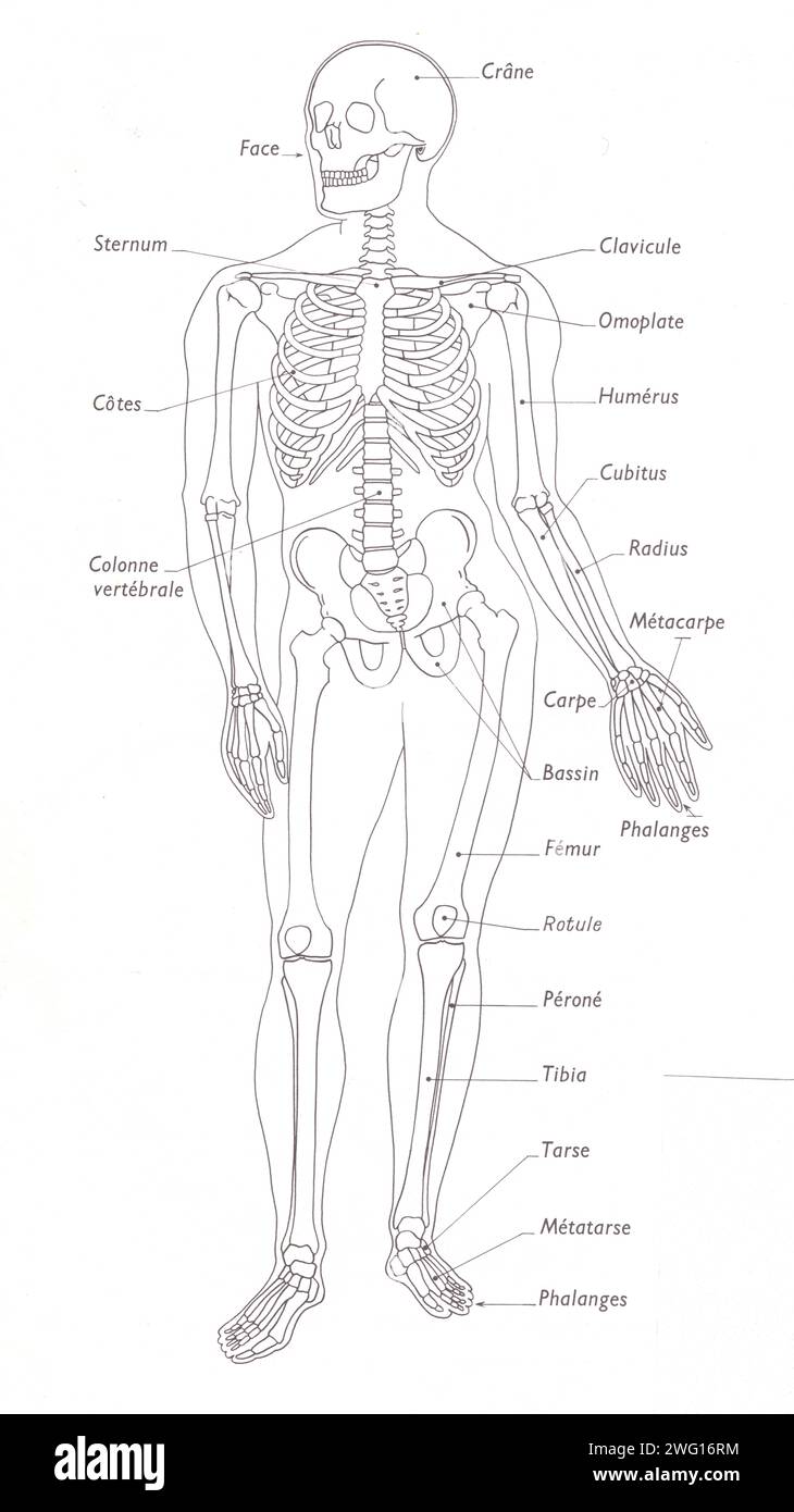 Squelette de l'homme. Foto Stock