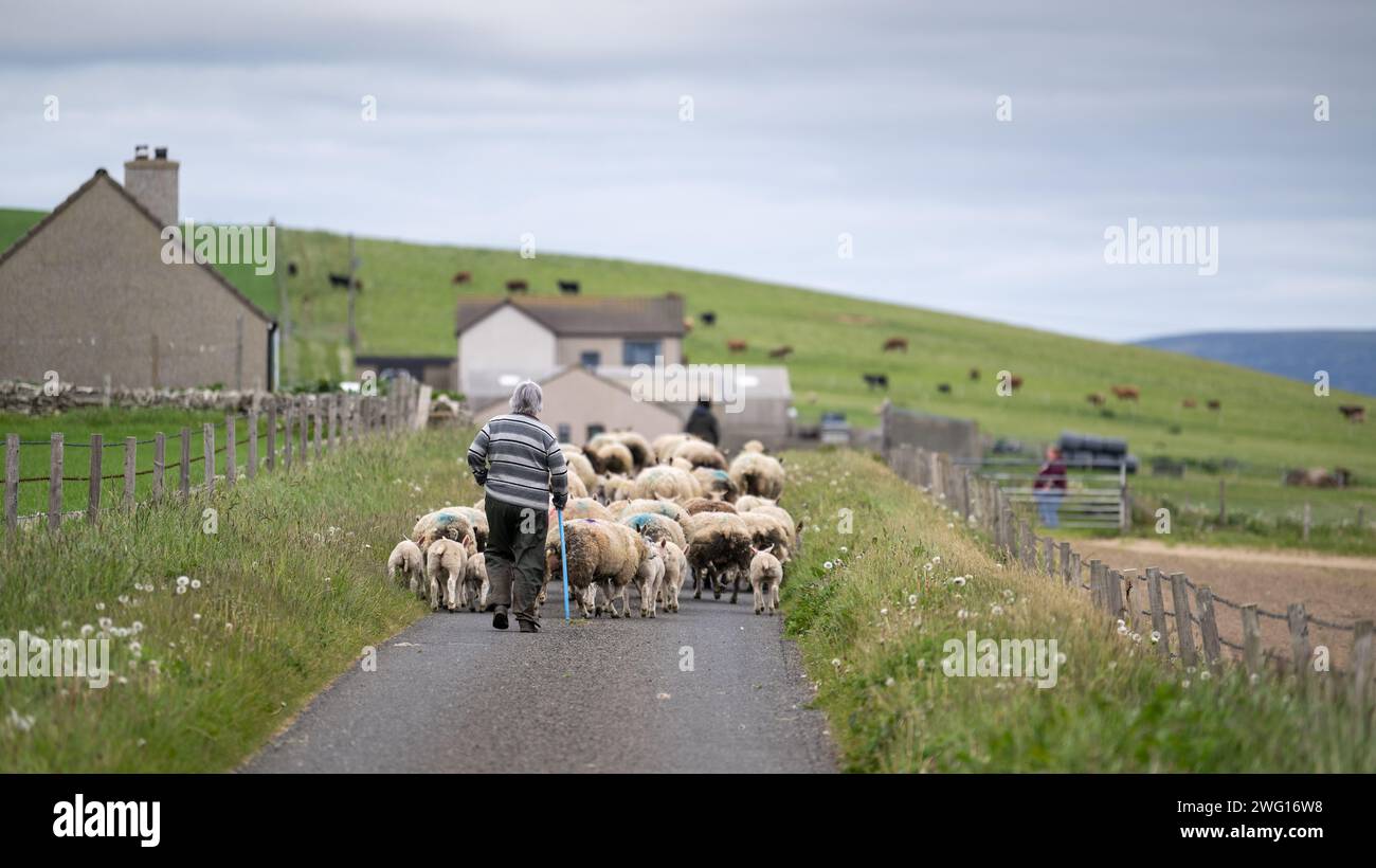 Gli allevatori che camminano per un gregge di pecore lungo una stretta stradina di campagna sulle Orcadi, Regno Unito. Foto Stock