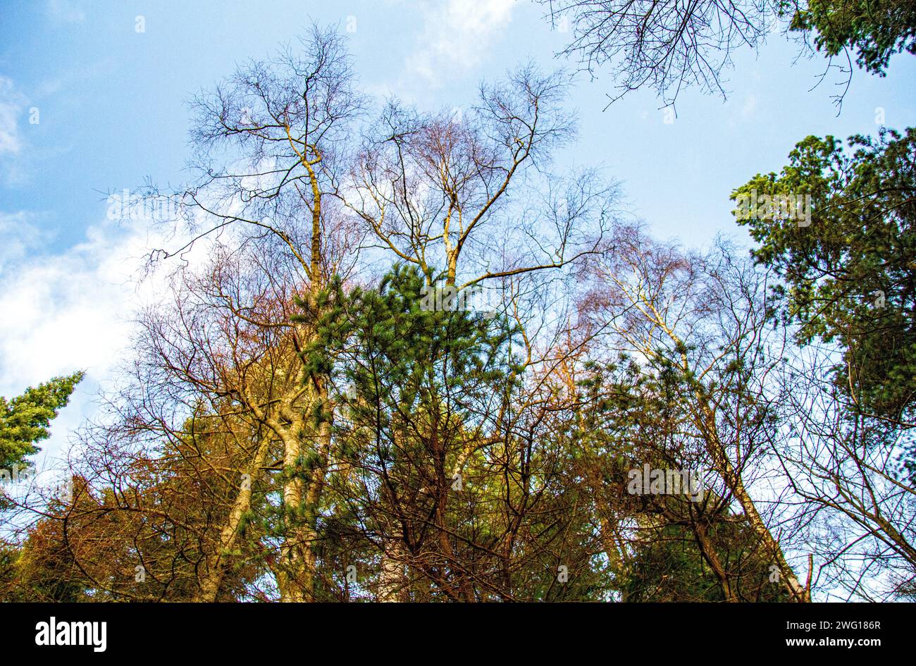 Dundee, Tayside, Scozia, Regno Unito. 2 febbraio 2024. Meteo Regno Unito: Tayside sta vivendo un mix di vento, nuvole e sole con temperature che raggiungono i 12°C. Splendidi tramonti invernali tra gli alberi di Templeton Woods a Dundee. Il bosco ha caprioli che pascolano la foresta e sono più facilmente avvistati all'alba e al tramonto. Poiane, gialli e scoiattoli rossi si trovano in tutto il bosco, rendendo Dundee una delle poche città della Gran Bretagna ad essere la sede di questi graziosi mammiferi che vivono sugli alberi. Crediti: Dundee Photographics/Alamy Live News Foto Stock