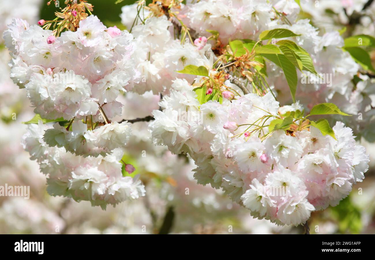 Un primo piano dell'albero di ciliegio ornamentale in fiore, Prunus. Foto Stock