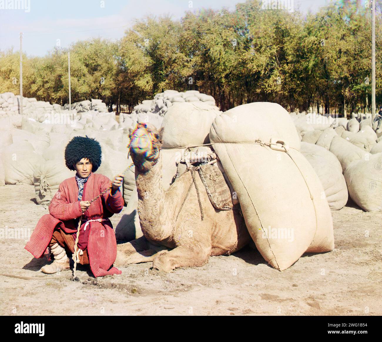 Uomo turkmeno che posa di cammello carico di sacchi, probabilmente di grano o cotone, Asia centrale, tra il 1905 e il 1915. Indossando abiti tradizionali e copricapo, un cammello turkmeno posa con il suo cammello, carico di ciò che è più probabile grano o cotone. Le carovane di cammelli sono rimaste il mezzo più comune per trasportare cibo, materie prime e beni fabbricati in Asia centrale fino all'era ferroviaria. Foto Stock