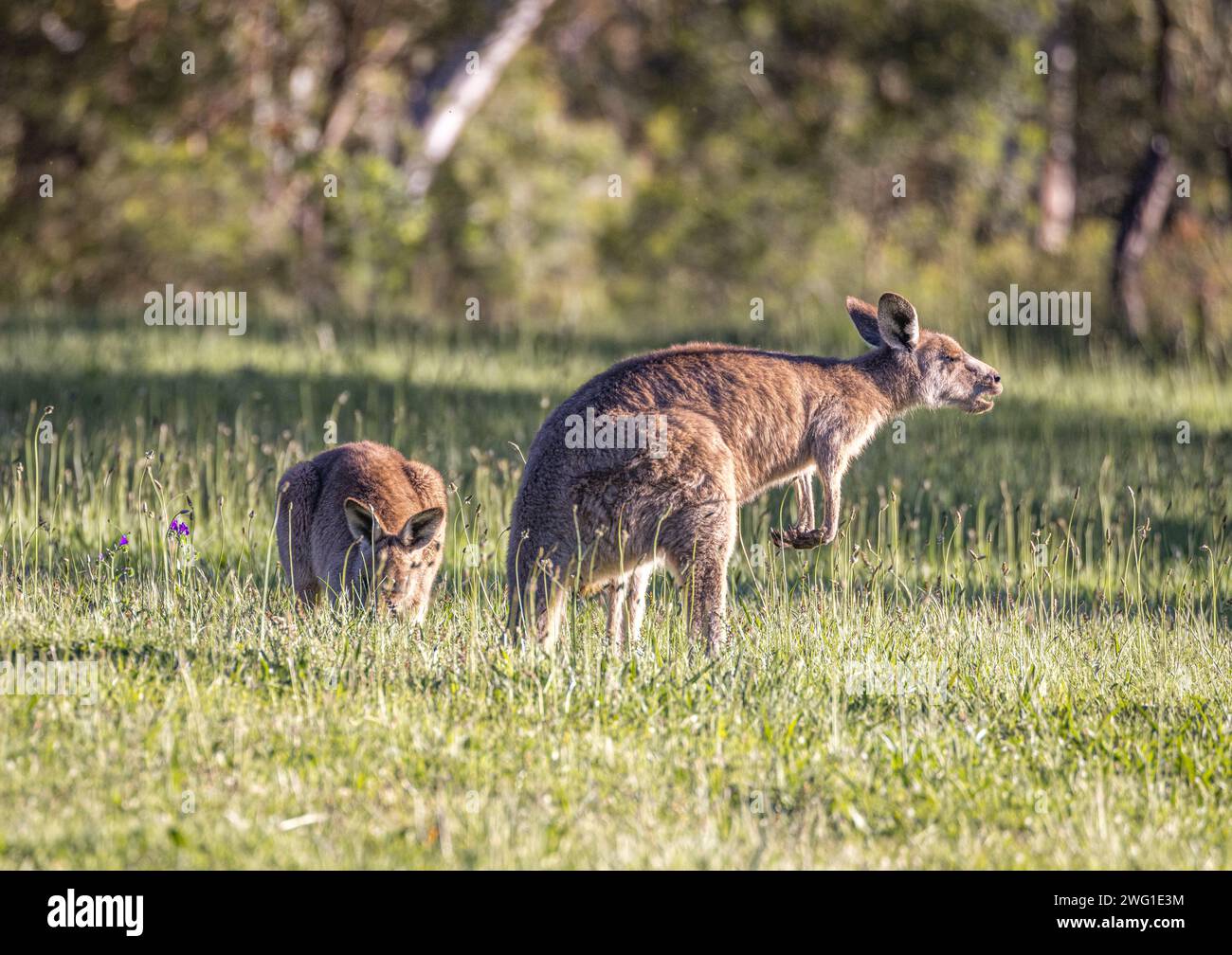 Canguri con joey (Macropodidae), Australia Foto Stock