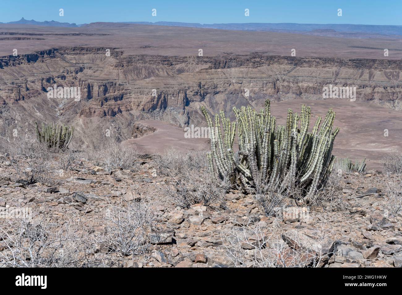 Paesaggio con euforbia succulenta sul bordo dell'altopiano vicino al punto panoramico del tramonto, fotografato con la luce della tarda primavera al Fish River Canyon, Namibia, Africa Foto Stock