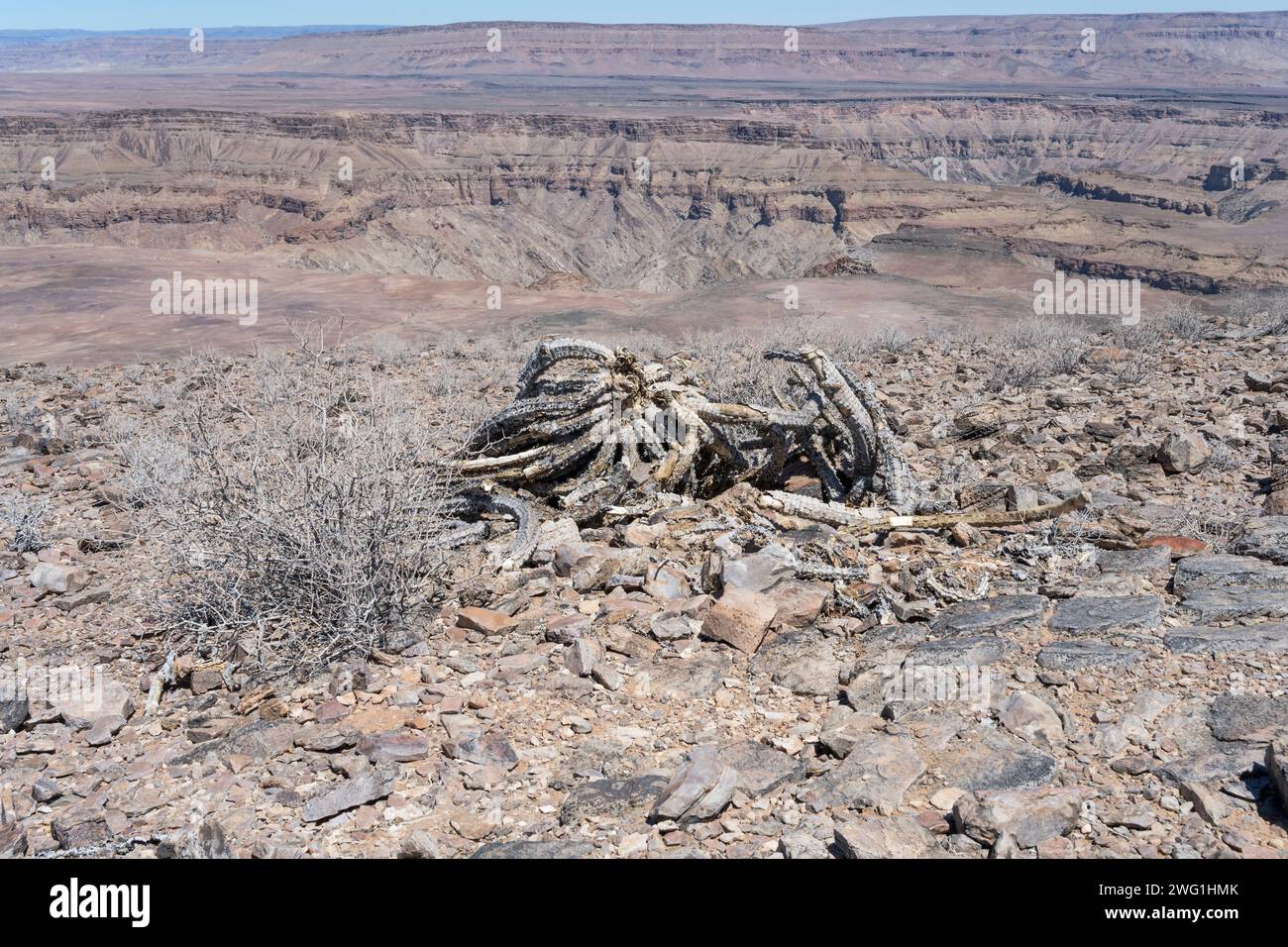 Paesaggio con i resti di una pianta succulenta dell'Euforbia morta sul bordo dell'altopiano vicino al punto panoramico del tramonto, girato con la luce della tarda primavera al Fish River Canyon, Foto Stock
