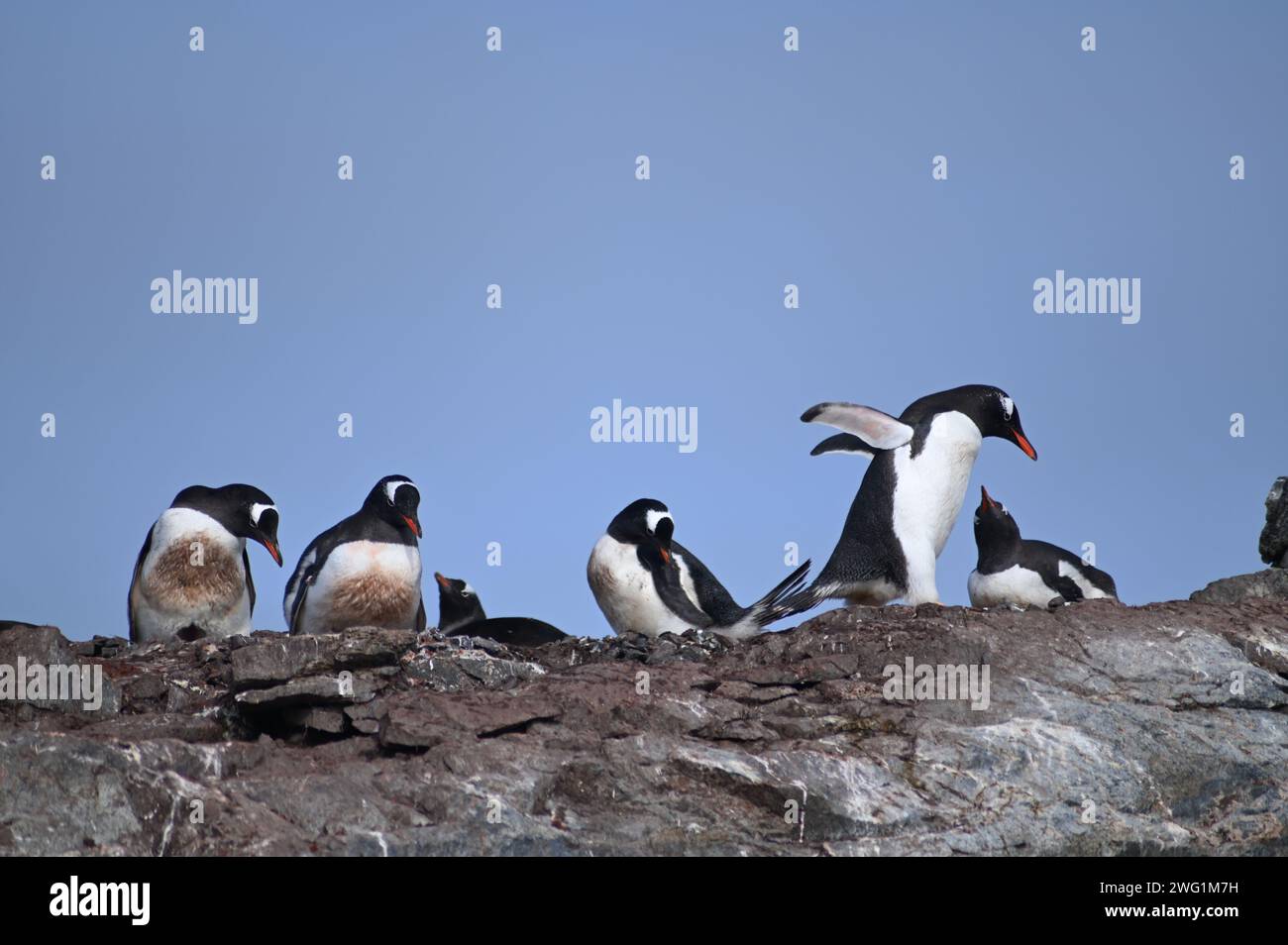 Pinguini Gentoo nidificati sull'isola di Petermann, in Antartide Foto Stock