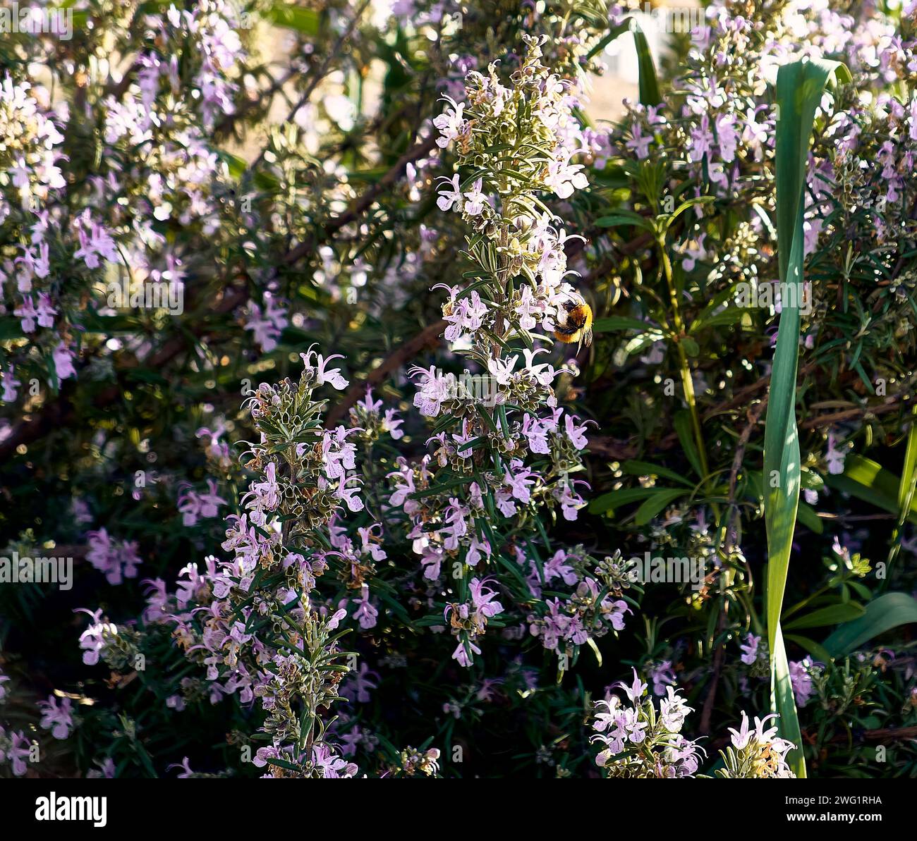 Rosemary nel patio di una casa di città. Piano di dettaglio con il succhiamento delle api. Foto Stock