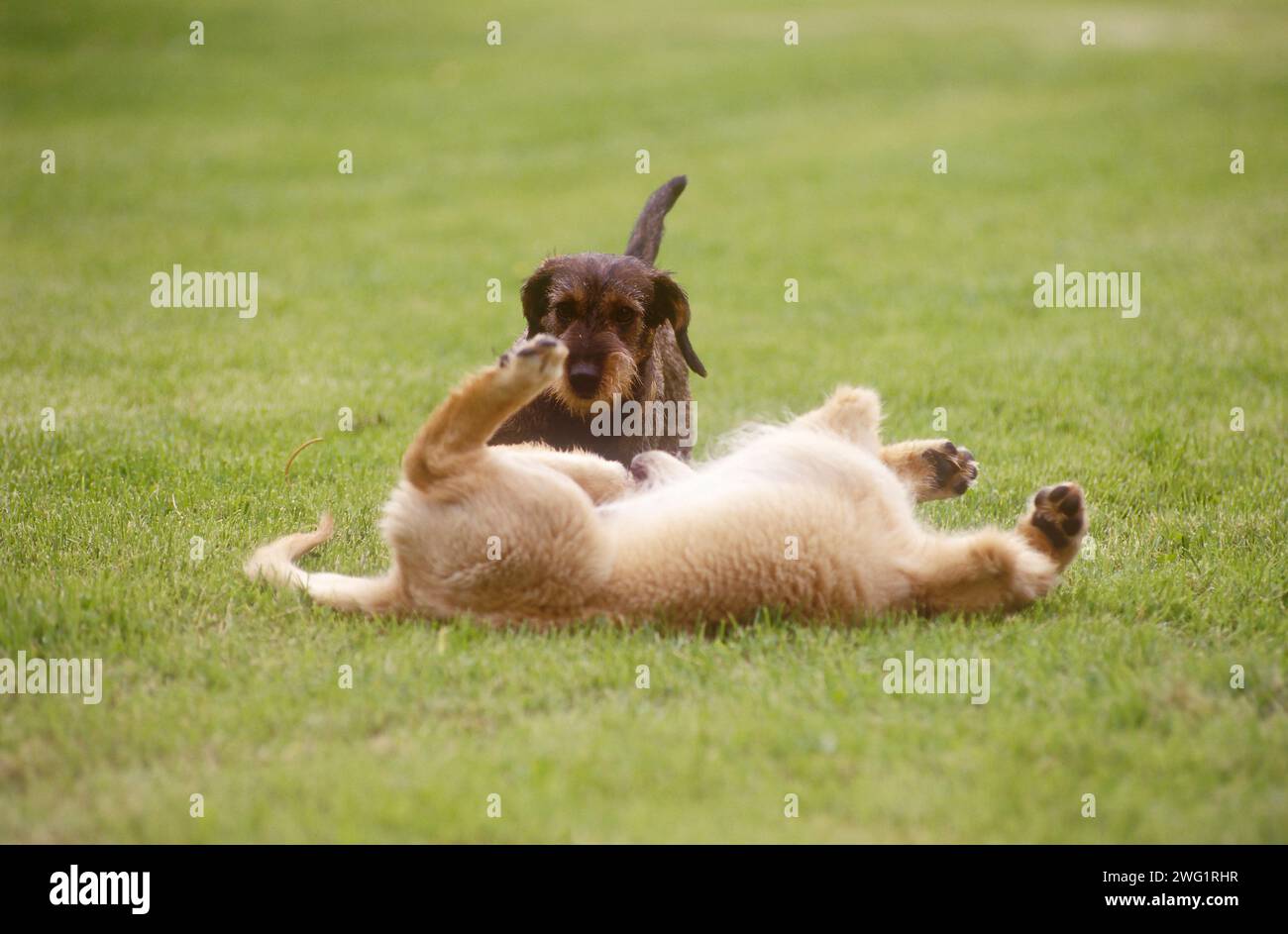 Suonare da cani Foto Stock