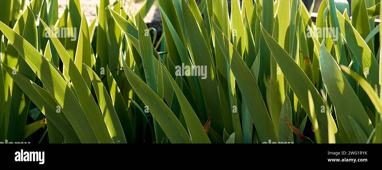 Gigli (Iris) nel patio di una casa di città. Foto Stock