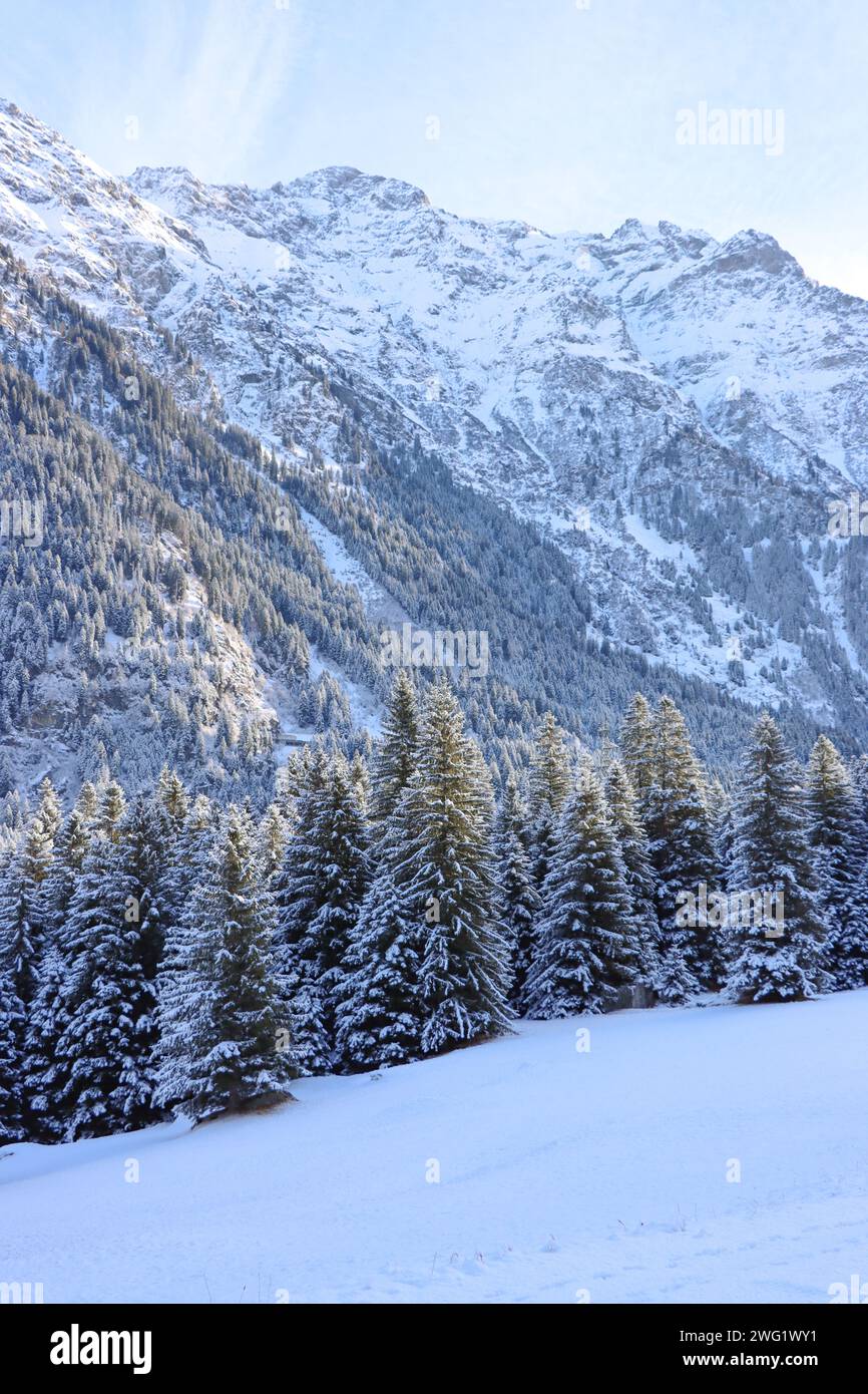 Winterliche Berglandschaft mit verschneiten Tannen im Vordergrund. Misox, Graubünden, Schweiz Foto Stock