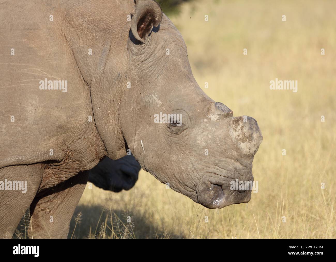 Breitmaulnashorn / rinoceronte a punta quadrata / Ceratotherium simum Foto Stock