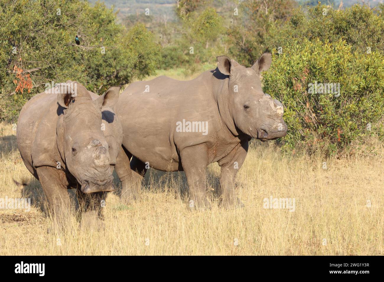 Breitmaulnashorn / rinoceronte a punta quadrata / Ceratotherium simum Foto Stock