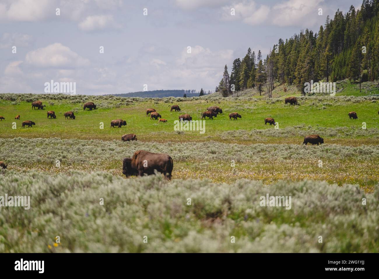 Mandrie di bufali o bisonti che pascolano nelle praterie del parco nazionale di Yellowstone Foto Stock