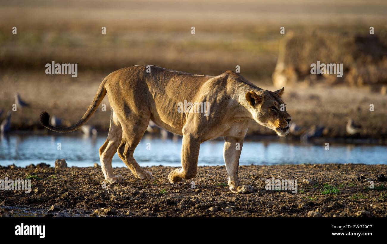 Leone (Panthera leo) Kgalagadi Parco transfrontaliero, Sudafrica Foto Stock