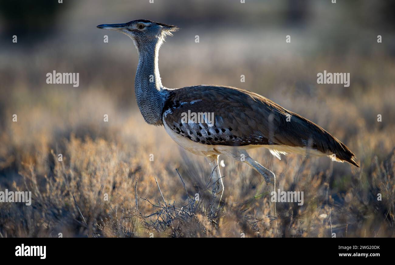 Kori bustard (Ardeotis kori) Kgalagadi Transfrontier Park, Sudafrica Foto Stock