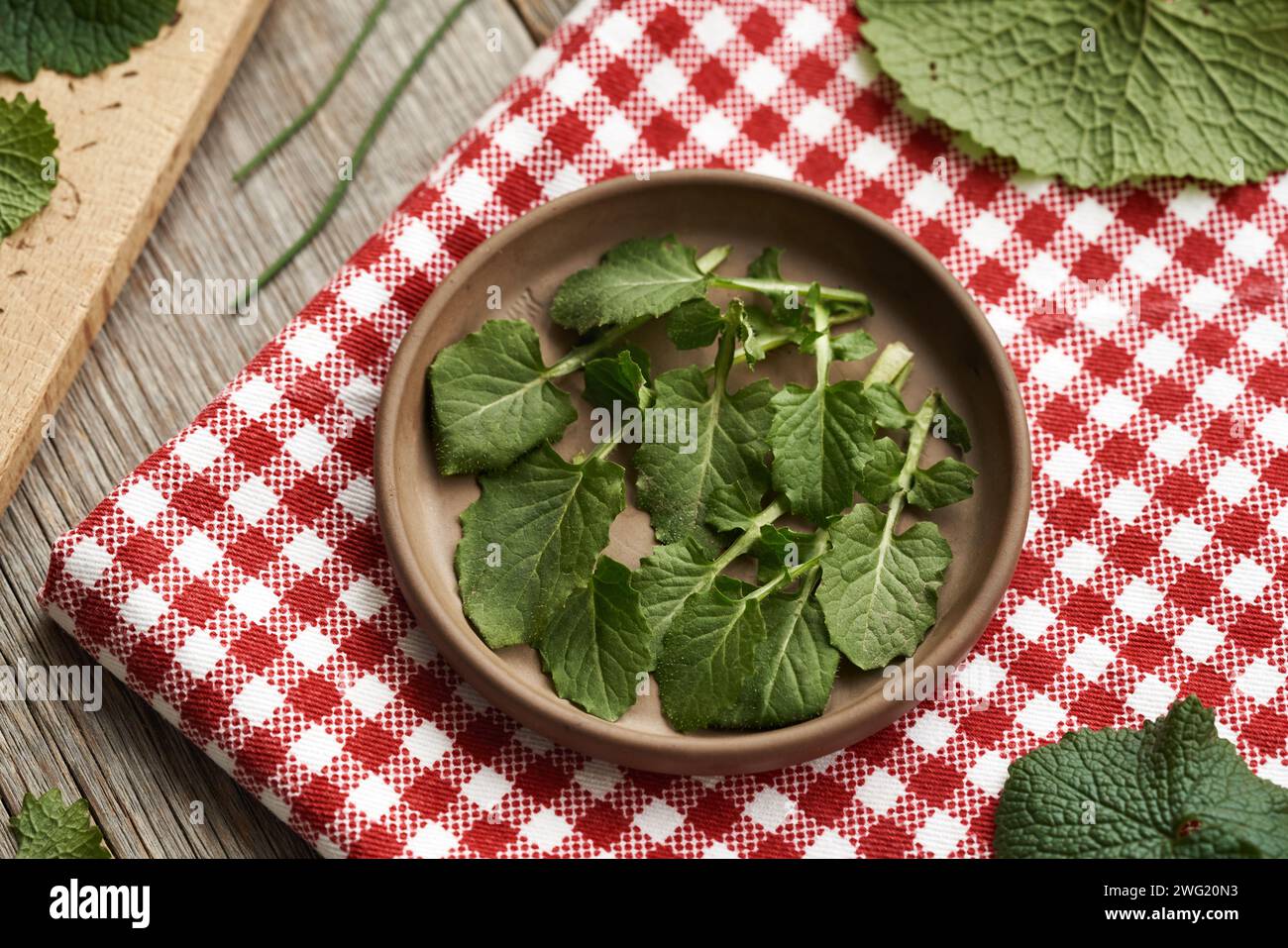 Foglie fresche di nipplewort raccolte in inverno - pianta commestibile selvatica, con senape all'aglio in primo piano Foto Stock