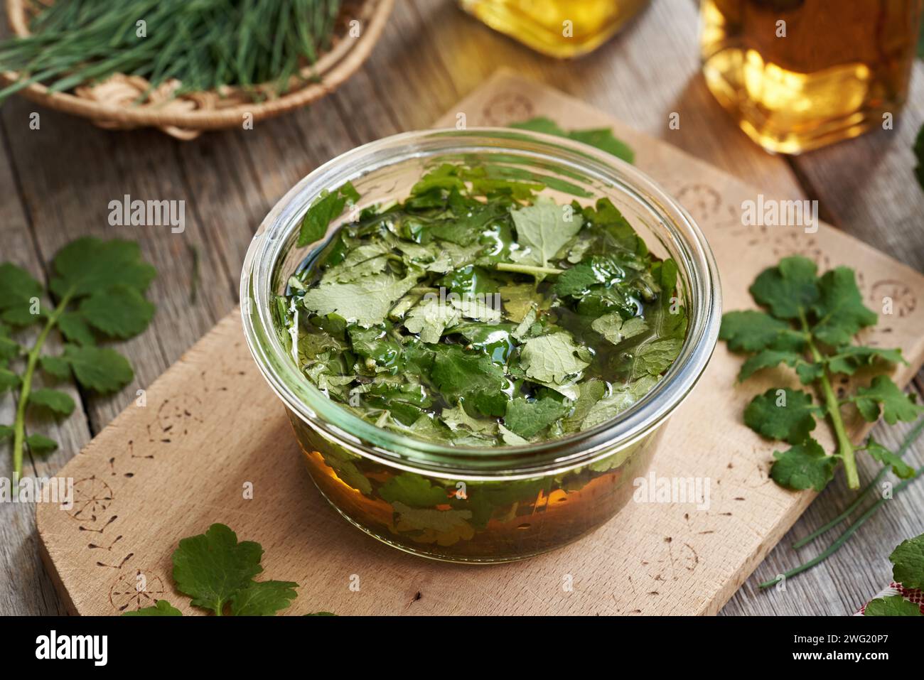 Preparazione di tintura di erbe a partire da mosto di tetterwort fresco o foglie di celandina più grandi in un vaso di vetro Foto Stock