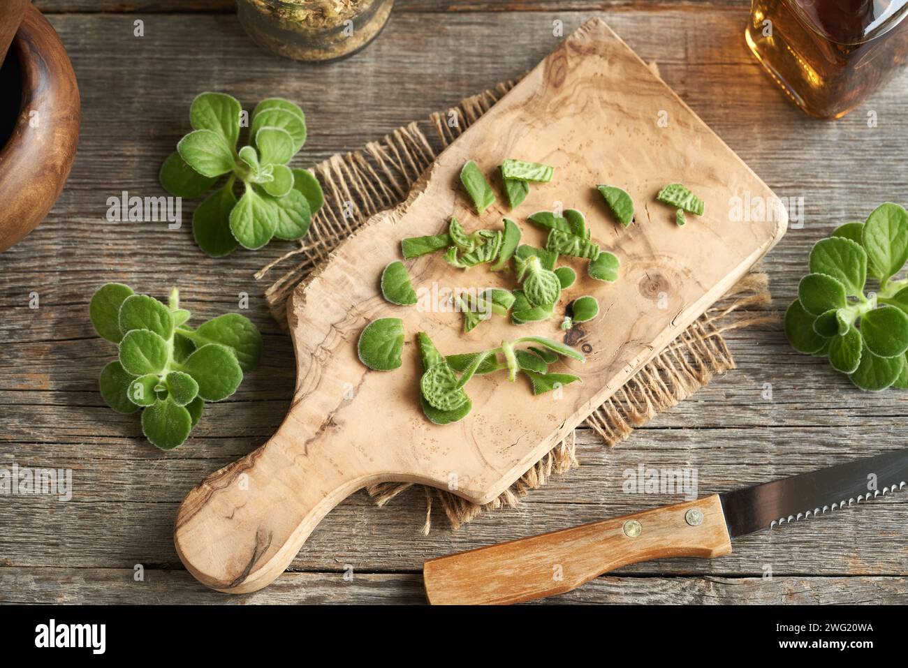 Tritare la pianta fresca di Coleus amboinicus per preparare tintura di erbe o sciroppo fatti in casa Foto Stock