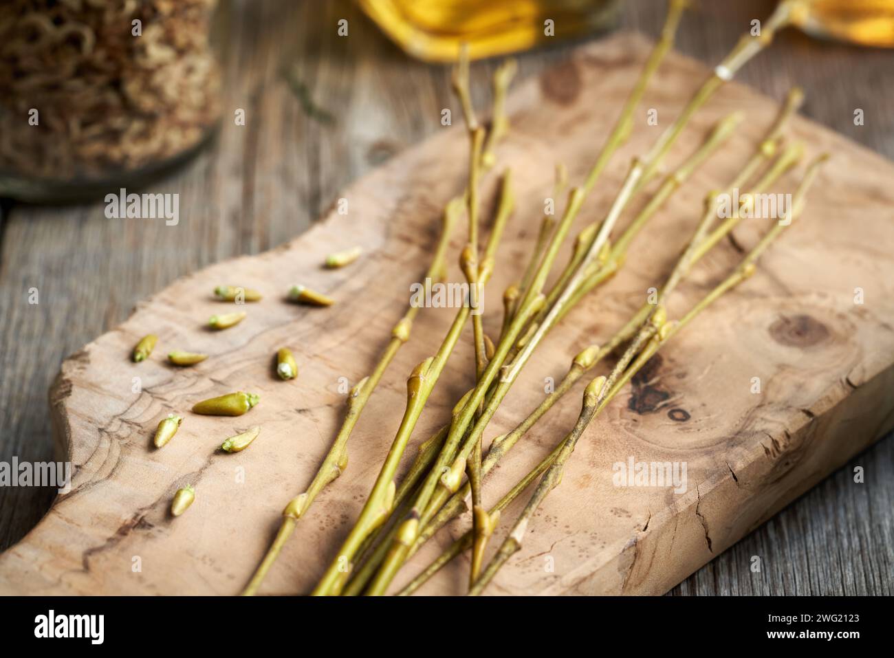 Giovani rami di salice con gemme raccolte all'inizio della primavera - preprazione della tintura vegetale gemmoterapeutica Foto Stock
