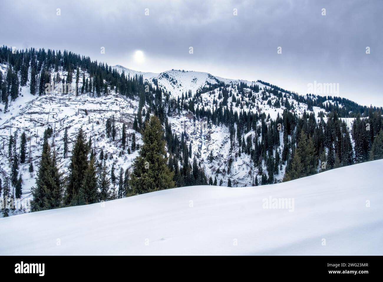 Il paesaggio montano invernale con colline e foresta è coperto di neve sull'altopiano di Kok Zhailao ad Almaty, Kazakistan. Foto Stock