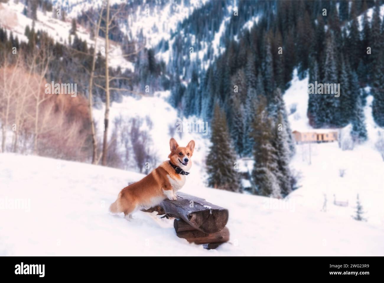 Ritratto del cane della razza gallese Corgi Pembroke sullo sfondo di montagne innevate invernali. La gola di Kimasar con la splendida foresta di abete rosso di Almaty Foto Stock