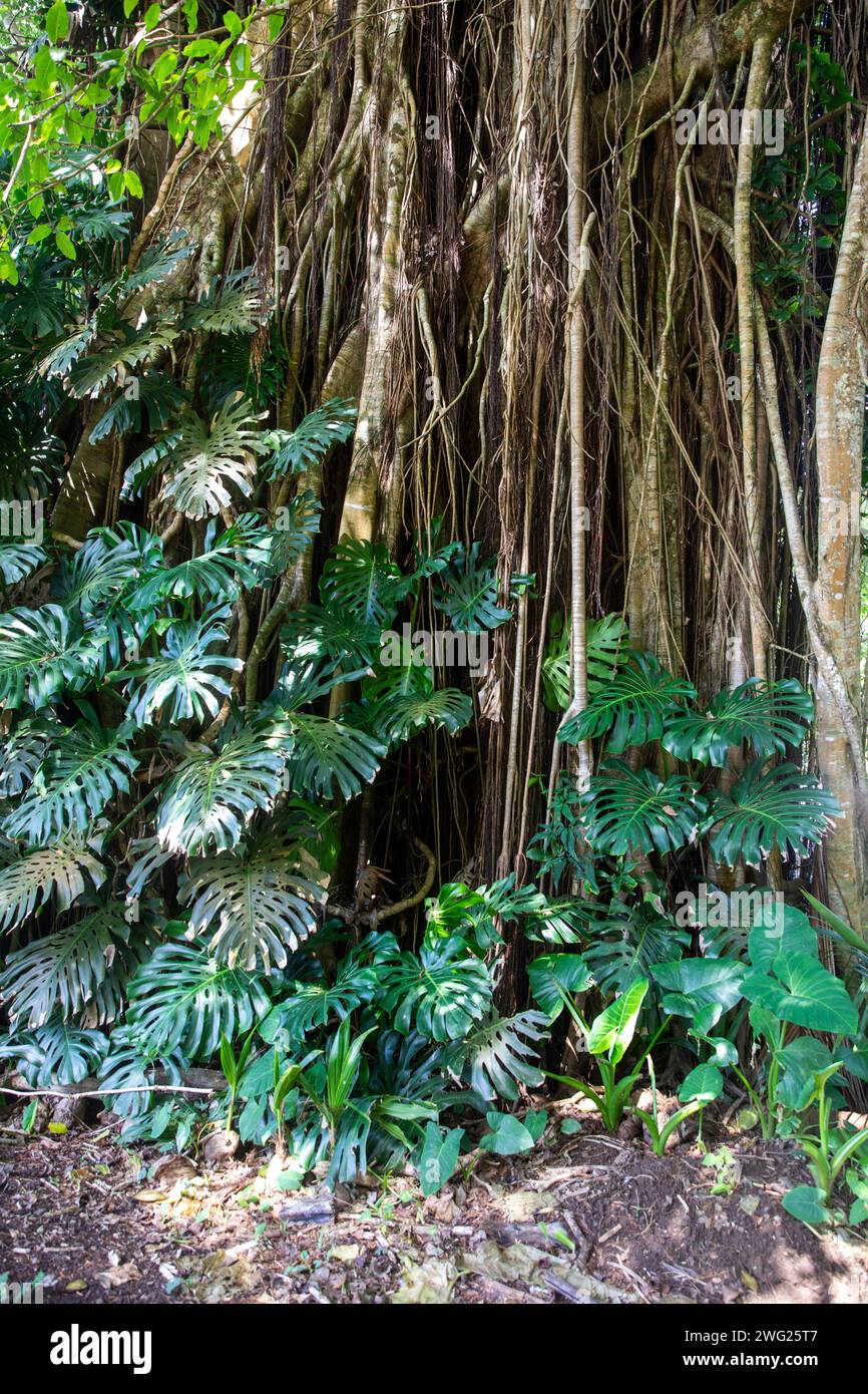 Albero di Banyan sull'isola di Pitcairn nel Pacifico meridionale Foto Stock