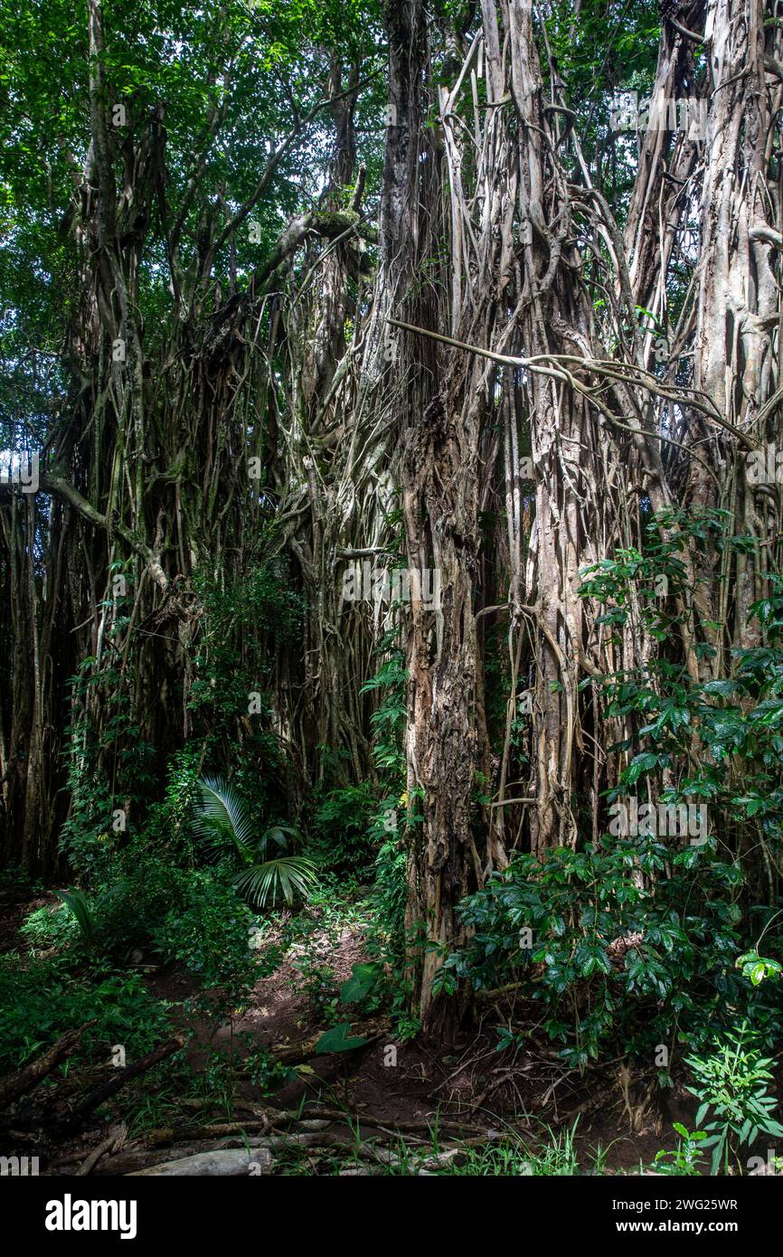 Albero di Banyan sull'isola di Pitcairn nel Pacifico meridionale Foto Stock