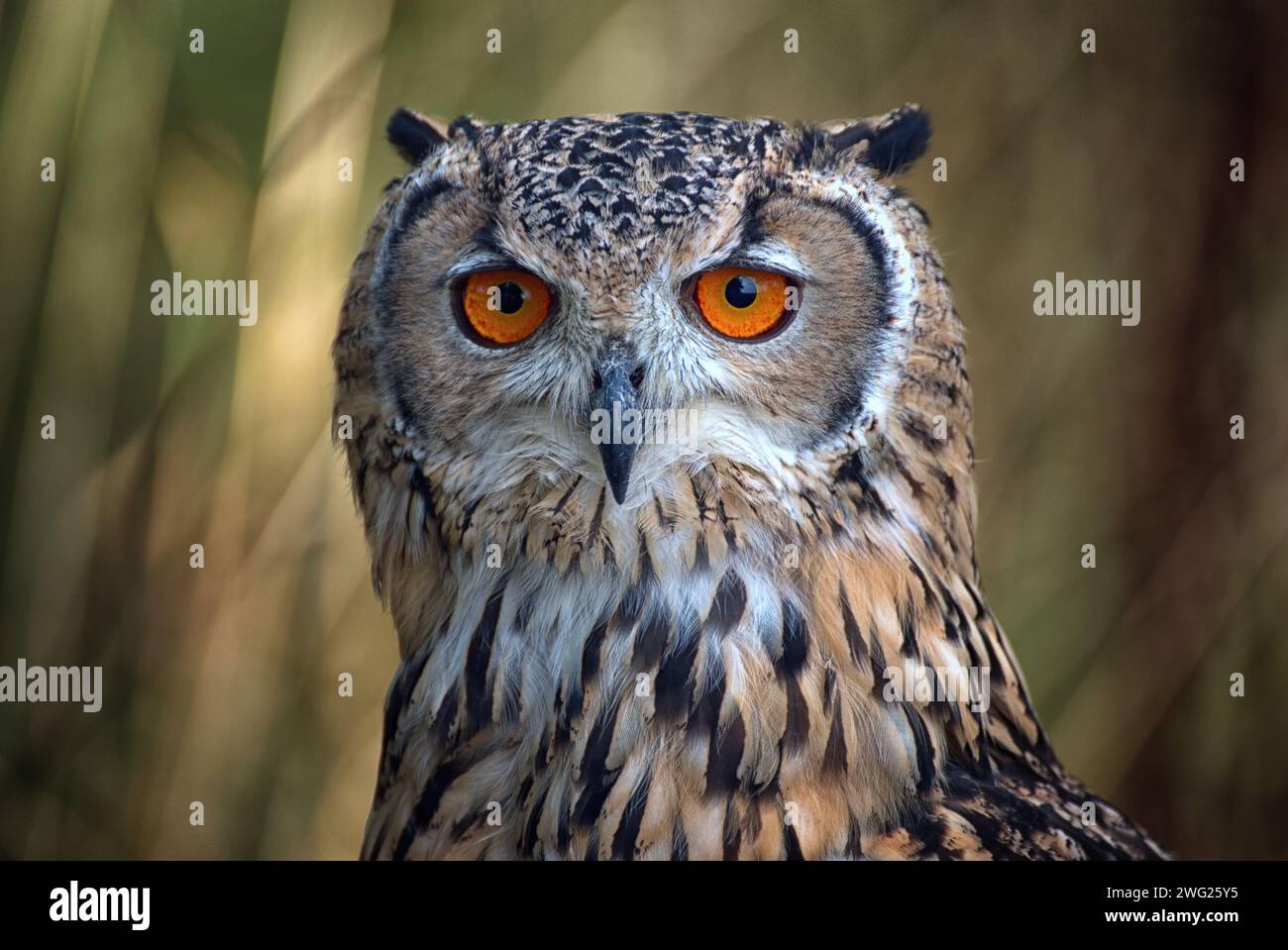 Il Bengala Gufo Reale Bubo bengalensis Foto Stock