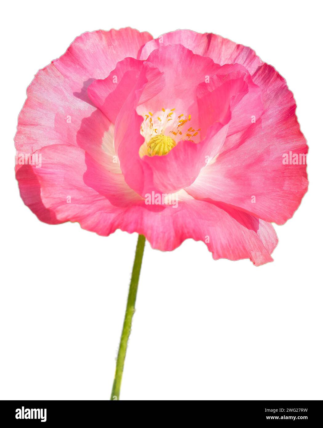 Papaver isolato nudicaule (Iceland Poppy) su sfondo bianco. Ci sono molti giardini moghul a Srinagar, nello stato del Jammu e del Kashmir, in India. Foto Stock